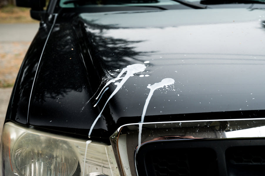 How To Remove Bird Poop From Your Car